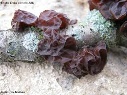 Attēlu rezultāti vaicājumam “Exidia recisa”