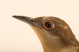 Image result for Coccyzus erythropthalmus