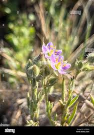 Attēlu rezultāti vaicājumam “Spergularia marina flower”