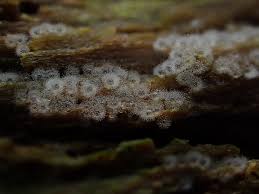 Attēlu rezultāti vaicājumam “Ceratiomyxa morchella macro”