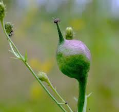 Attēlu rezultāti vaicājumam “Aulacidea hieracii”