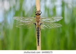 Attēlu rezultāti vaicājumam “Epitheca bimaculata”