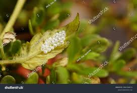 Attēlu rezultāti vaicājumam “Didymium melanospermum macro”