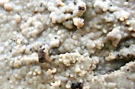 Attēlu rezultāti vaicājumam “Radulomyces confluens”