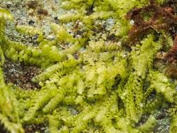 Attēlu rezultāti vaicājumam “Lejeunea cavifolia”