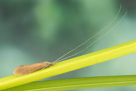 Attēlu rezultāti vaicājumam “Oecetis ochracea”