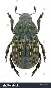 Attēlu rezultāti vaicājumam “Anthribus nebulosus”