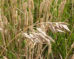 Attēlu rezultāti vaicājumam “Bromus secalinus”