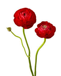 Attēlu rezultāti vaicājumam “Ranunculus mendax flower”