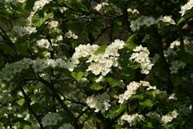 Attēlu rezultāti vaicājumam “Crataegus submollis flower”