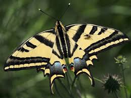 Attēlu rezultāti vaicājumam “Papilio machaon upperside”