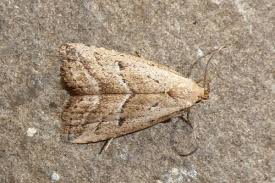 Attēlu rezultāti vaicājumam “Hypenodes humidalis”