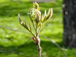 Attēlu rezultāti vaicājumam “Sorbus aucuparia bud”