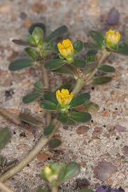 Attēlu rezultāti vaicājumam “Portulaca oleracea”