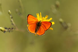 Attēlu rezultāti vaicājumam “Lycaena virgaureae female”