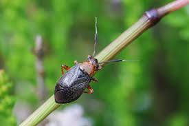 Attēlu rezultāti vaicājumam “Capsus ater”