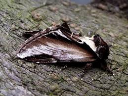 Attēlu rezultāti vaicājumam “Pheosia gnoma”