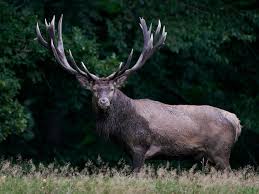 Attēlu rezultāti vaicājumam “Cervus elaphus”