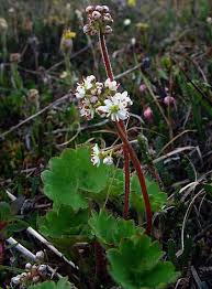 Attēlu rezultāti vaicājumam “Saxifraga cymbalaria fruit”