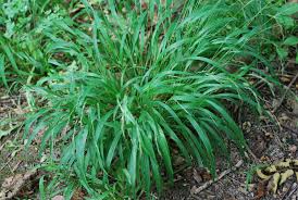 Attēlu rezultāti vaicājumam “Brachypodium sylvaticum leaf”