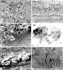 Attēlu rezultāti vaicājumam “Diderma ochraceum spores”