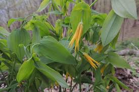 Attēlu rezultāti vaicājumam “Uvularia grandiflora”