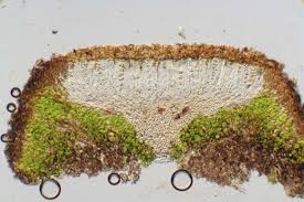 Attēlu rezultāti vaicājumam “Reticularia lobata spores”