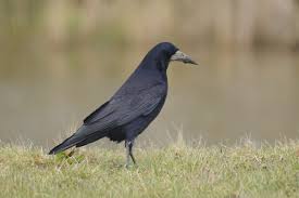 Attēlu rezultāti vaicājumam “Corvus frugilegus”
