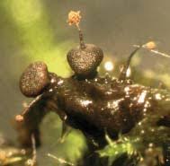 Attēlu rezultāti vaicājumam “Physarum rubiginosum plasmodium”