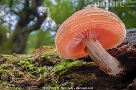 Attēlu rezultāti vaicājumam “Rhodotus palmatus”