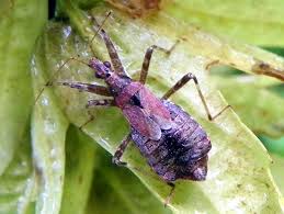 Attēlu rezultāti vaicājumam “Himacerus apterus”