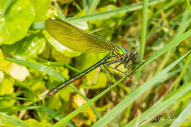 Attēlu rezultāti vaicājumam “Calopteryx virgo”