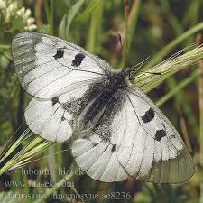 Attēlu rezultāti vaicājumam “Parnassius mnemosyne underside”