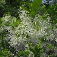 Attēlu rezultāti vaicājumam “Juglans cinerea flower”