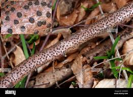 Attēlu rezultāti vaicājumam “Diatrype disciformis”