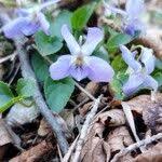 Attēlu rezultāti vaicājumam “Viola collina leaf”