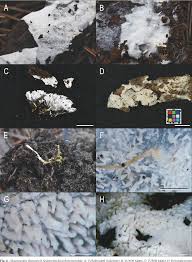Attēlu rezultāti vaicājumam “Crustoderma dryinum”