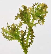 Attēlu rezultāti vaicājumam “Najas marina leaf”