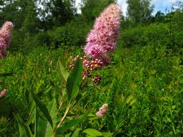 Attēlu rezultāti vaicājumam “Spiraea salicifolia”