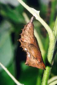 Attēlu rezultāti vaicājumam “Nymphalis pupa”