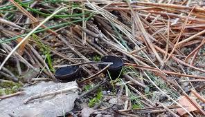 Attēlu rezultāti vaicājumam “Pseudoplectania nigrella”