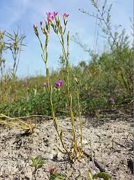 Attēlu rezultāti vaicājumam “Centaurium littorale”