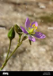Attēlu rezultāti vaicājumam “Spergularia marina flower”