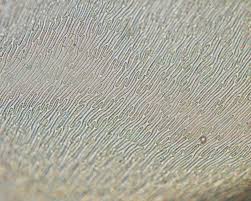 Attēlu rezultāti vaicājumam “Pseudoscleropodium purum”