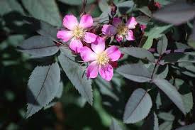 Attēlu rezultāti vaicājumam “Rosa glauca”