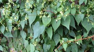 Attēlu rezultāti vaicājumam “Fallopia dumetorum”