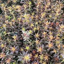 Attēlu rezultāti vaicājumam “Sedum album”