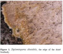 Attēlu rezultāti vaicājumam “Diplomitoporus flavescens”