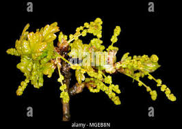 Attēlu rezultāti vaicājumam “Quercus robur male flower”