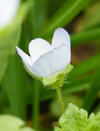 Attēlu rezultāti vaicājumam “Veronica agrestis flower”